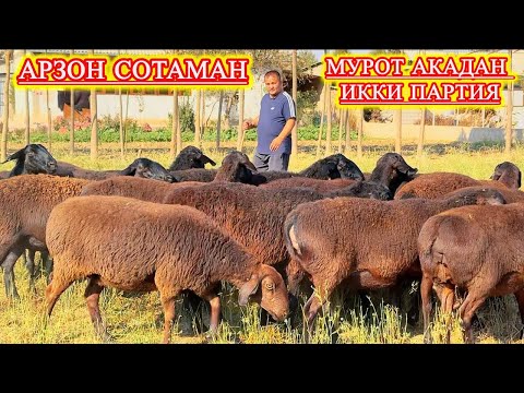 Видео: БЎҒОЗ ҚЎЙЛАР СЕЗОНИ УЗУН ЭМАС МЕЗОНИ