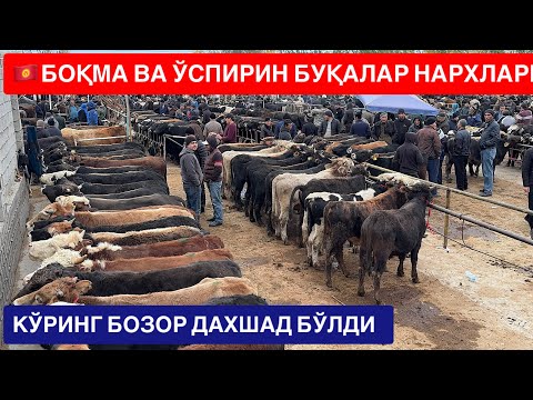 Видео: ЁР СИТИ 🇰🇬ҚИРҒИСТОН БОҚМА БУҚАЛАРИ ВА ЎСПИРИН КЎЧАТ БУҚАЛАР Н НАМАНГАН УЙЧИ Т. 
