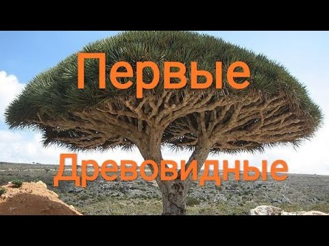 Видео: Как появились первые деревья?