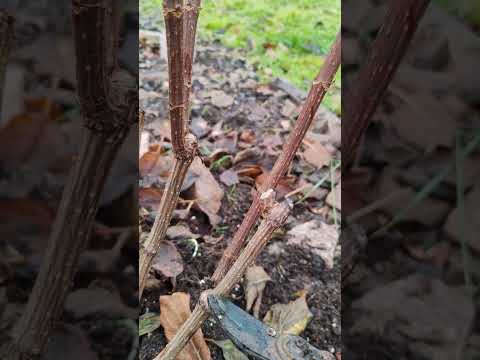 Видео: когда лучше обрезать метельчатые гортензии?