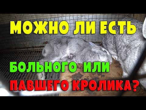 Видео: МОЖНО ЛИ ЕСТЬ МЯСО БОЛЬНЫХ ИЛИ ПАВШИХ КРОЛИКОВ?