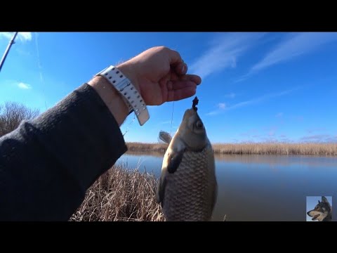 Видео: Здесь ТИШЬ да ГЛАДЬ, и КАРАСИ клюют достойно! Щука на КРУЖКИ с верным псом по диким местам Болотоход