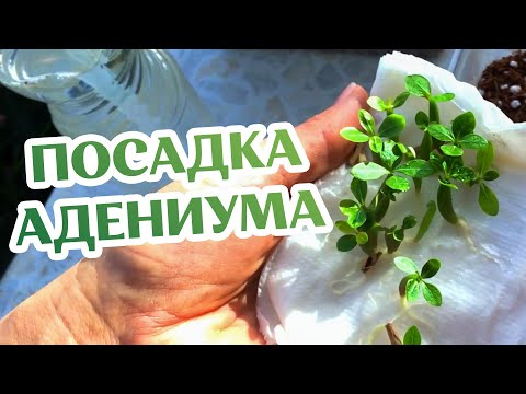 Видео: Как Сажать Семена Адениумов? ЛЕГКО! Если...