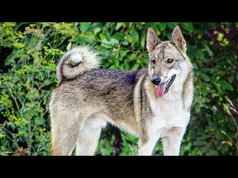 Видео: Вот это денёк/Вкусняшки всех видов/