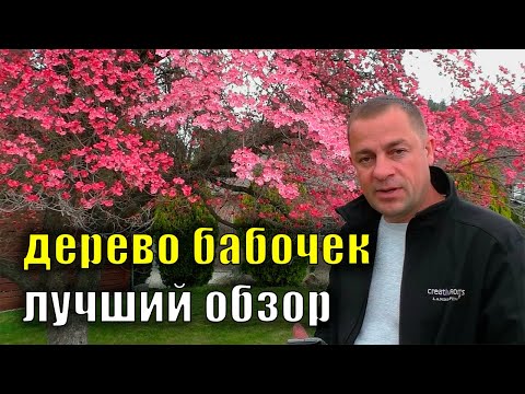 Видео: Потрясающей красоты дерево Неприхотливое акцентное цветущее растение Дерен цветущий Флорида