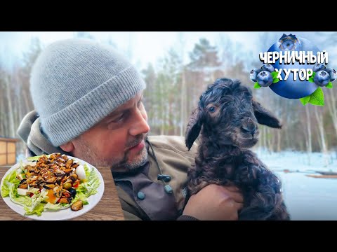 Видео: Ягнёнок родился наверно от лося. Создадим хорошую погоду в доме, раз природа не даёт выйти на улицу!