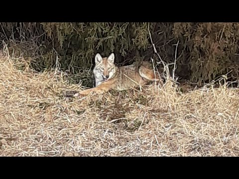Видео: Направление койотов/лис в грязевые ямы