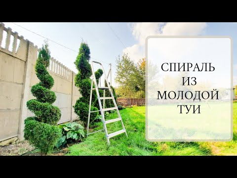 Видео: СПИРАЛЬ ИЗ МОЛОДОЙ ТУИ. Формировочная стрижка