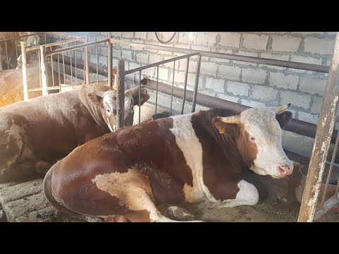 Видео: замер всех бычков. рацион кормление. цепи для привязи.