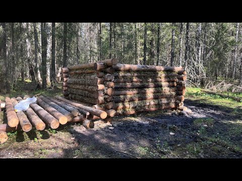 Видео: В ОДИНОЧКУ СТРОЮ ИЗБУ В 15 ЛЕТ. ПОДНИМАЮ СРУБ. ЖИВУ В ТАЙГЕ