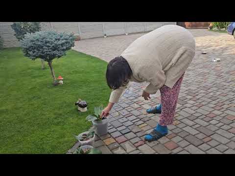 Видео: Светлана много работает на выходных!!!