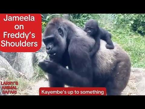 Видео: Малышка гориллы — Джамила №18 и ее братья и сестры #gorillas