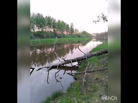 Видео: Руслан Мелехин . Чуп Чуп. песня на Коми - Перьмяцком .