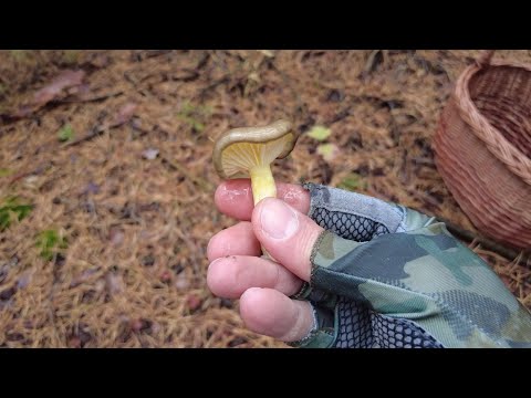 Видео: Последние грибы осени: Гигрофор поздний и Рядовка зелёная