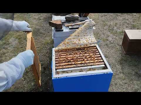 Видео: Изоляция маток крайнее сокращение