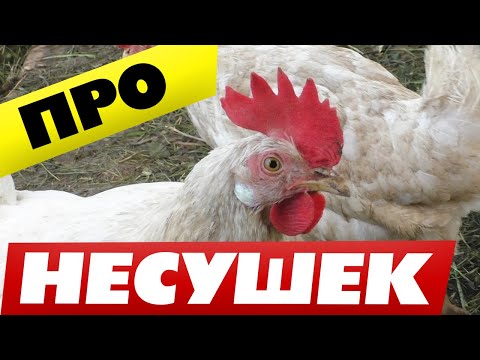 Видео: Куры несушки содержание и уход в домашних условиях 🐔Полезные моменты