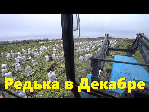 Видео: Помогаю Товарищу с вывозом Редьки с поля / Месим Грязь Полей /Сложная уборка Овощей