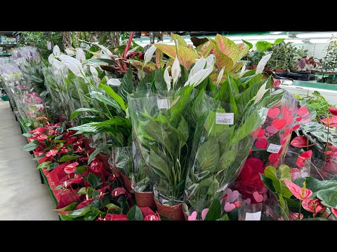 Видео: Первая праздничная поставка в Агро-ОПТ Махачкала