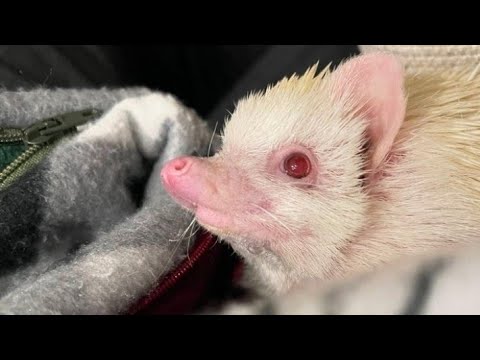 Видео: 🥰🦔 Жизнь ёжика с рождения до месяца. День 30.The life of a hedgehog from birth to month #ezhikafro