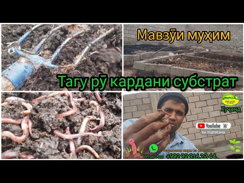 Видео: Фоидаи тагу рӯ кардани субстрат. Биогумус Тоҷикистон Хуҷан. Кирми сурхи Калифорния.
