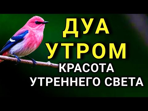 Видео: 💖 КРАСИВЕЙШЕЕ ДУА НА РАССВЕТЕ 🤲🔑✨