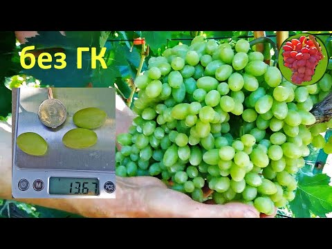 Видео: @Виноград Столетие кишмиш  Бессемянный виноград