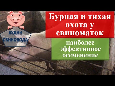 Видео: БУРНАЯ И ТИХАЯ ОХОТА У СВИНОМАТОК//наиболее эффективный способ осеменения