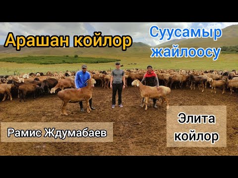 Видео: Рамис Джумабаев. Арашан койлор. Эң атактуу короо. Козулары сатыкта