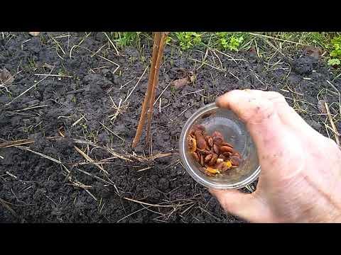 Видео: Посев семян хурмы виргинской подзимний