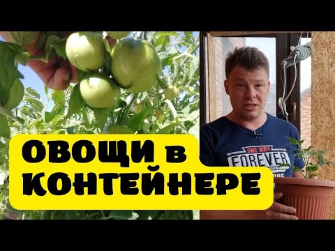 Видео: контейнерное выращивание помидор, перца да и всех овощей, выращивание в контейнерах полного цикла