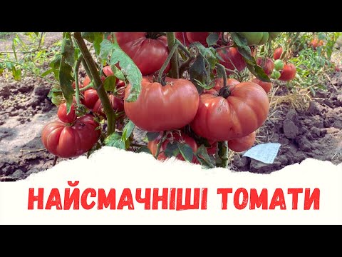 Видео: Найсмачніші томати🍅