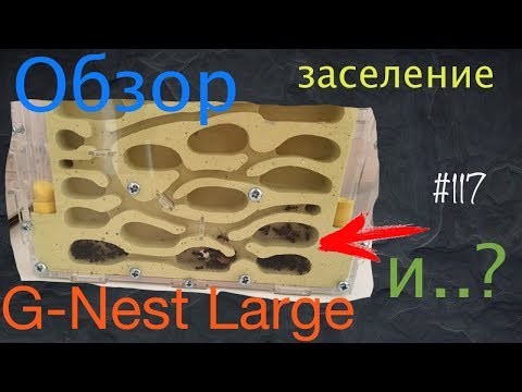 Видео: Обзор формикария G-Nest Large / переселение муравьев Formica polyctena / и...? / #117