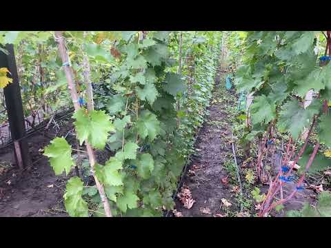 Видео: Филлоксера на песчаных почвах, почему на них она мало опасна, или не может нанести вред вообще