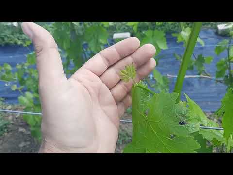 Видео: Подвязка, пасынкование и вторая обработка винограда