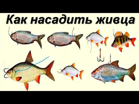 Видео: 5 простых способов как насадить живца. 2023