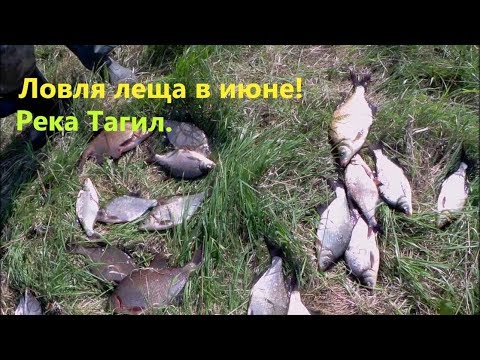 Видео: Ловля леща в начале июня. Река Тагил.