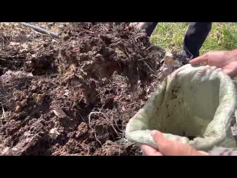 Видео: Шылаушындарды қаппен қалай сатамыз?Тараз қаласына 10кв шылаушын сату сатіміз87763128427 Талғат