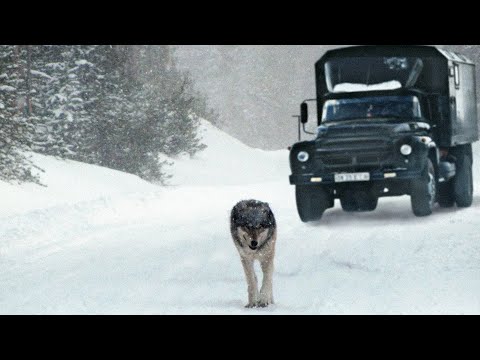 Видео: Дикий волк перекрыл дорогу грузовику, отказываясь пропускать. Водитель был в замешательстве...