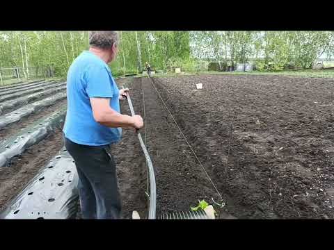 Видео: Французские бугры для клубники