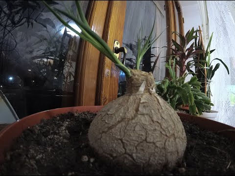 Видео: Нолина после обрезки