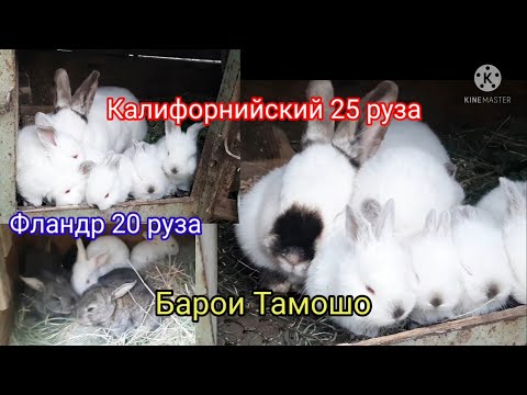 Видео: Тамошо. Харгушчахои Калифорни 25 руза. ва Фландрои 20 руза