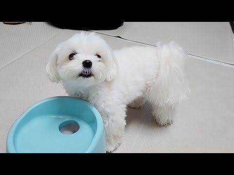 Видео: Я купил собачий мяч, почему владельцу сложнее