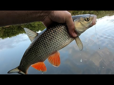 Видео: Голавль на Оке. Клёв на утренних зорях. На стики и кренки.