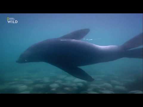 Видео: Nat Geo Wild - Холодные острова - 1 Серия