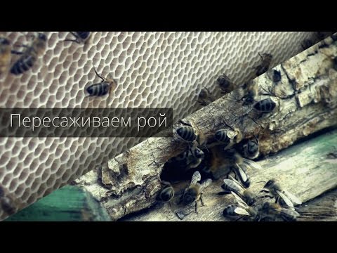 Видео: Пересадка роя (из ловушки)