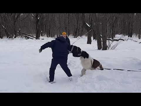 Видео: Московская сторожевая