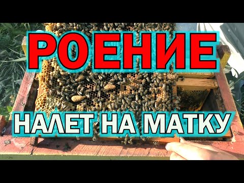 Видео: РОЕНИЕ. НАЛЕТ НА МАТКУ.