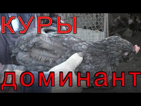 Видео: Куры ДОМИНАНТ плюсы и минусы.