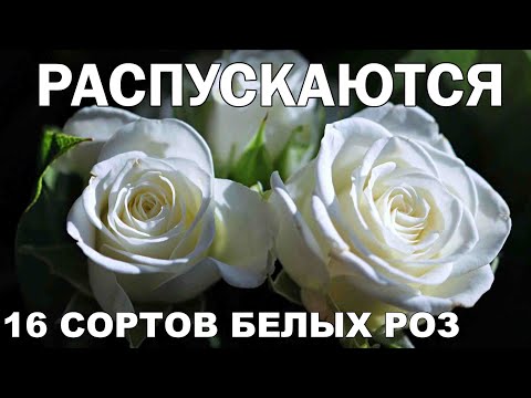 Видео: Как распускаются 16 сортов белых роз.
