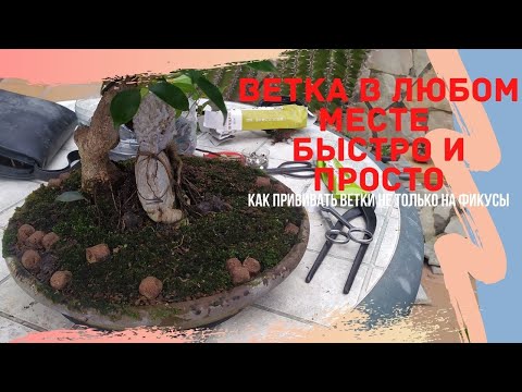 Видео: Прививка ветки бонсай. Как получить ветку бонсай в нужном месте? Все о прививке в выращивании бонсай